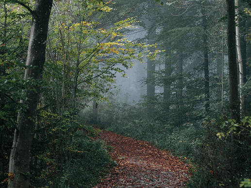 Weg durch den Wald: Dein Weg in der AKASHA - eine Reise ins Innere Ein laubbedeckter Weg führt durch einen ruhigen Wald – Symbol für die individuelle Reise in der AKASHA-Seelenchronik