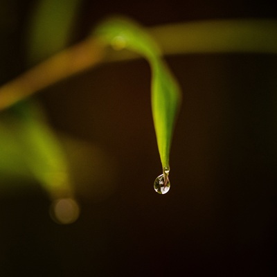 Wassertropfen hängt an der Spitze eines Grashalms - Symbol für Essenz Ein einzelner Wassertropfen hängt an der Spitze eines Grashalms - Symbol für Klarheit, Verdichtung und innere Ruhe in der Akasha Chronik