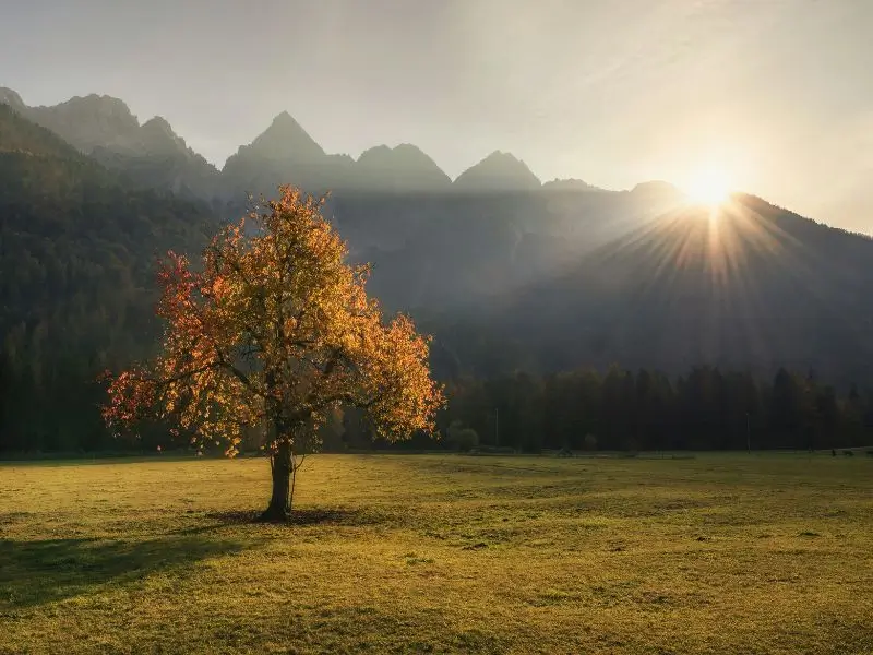 Baum im Sonnenaufgang - Verwurzelung und Licht Ein einzelner Baum im Licht des Sonnenaufgangs - Sinnbild für Erdung, Wachstum und Bewusstsein in der AKASHA Chronik
