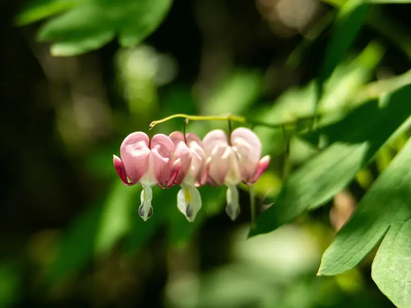 Tränendes Herz - Verbindung zur AKASHA Zarte rosa Blüte - Tränendes Herz - im Licht - Symbol für die Herzverbindung als Erfahrung des Reisens in der AKASHA Chronik