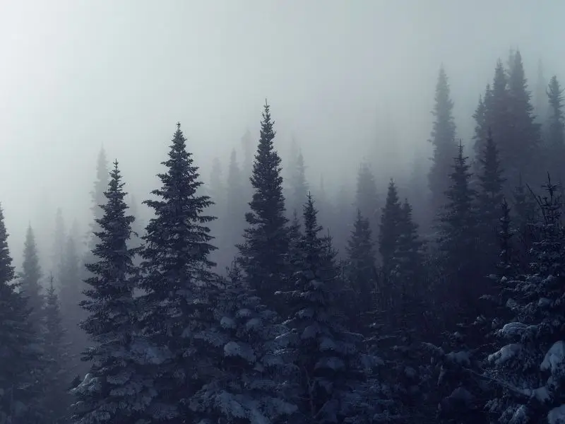 Vernebelter schneebedeckter Nadelwald - Symbol der Magie der Rauhnächte Ein vernebelter Nadelwald mit schneebedeckten Bäumen - Symbol für die Magie und Mystik der Rauhnächte